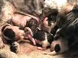 Shih Tzu Puppies Being Born!