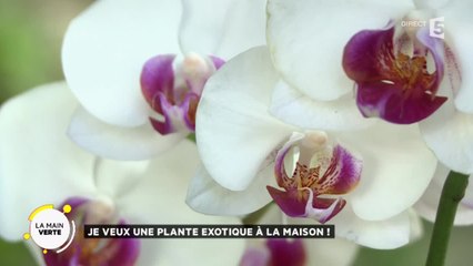 Je veux une plante exotique à la maison !