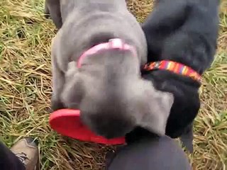Frisbee boy Manu' Cane Corso