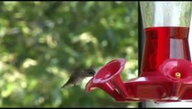 Sony HVR-V1U first try filming a humming bird