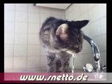 Meine Katze beim trinken an einem  Wasserhahn