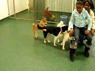 Multiple shiba inu fight