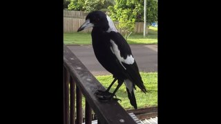Australian magpies - singing and begging