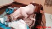 American Bulldog giving birth at home ☆ Animals Life