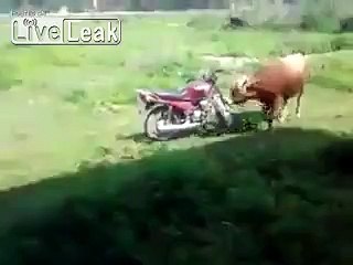 Bull taking a bike for a ride