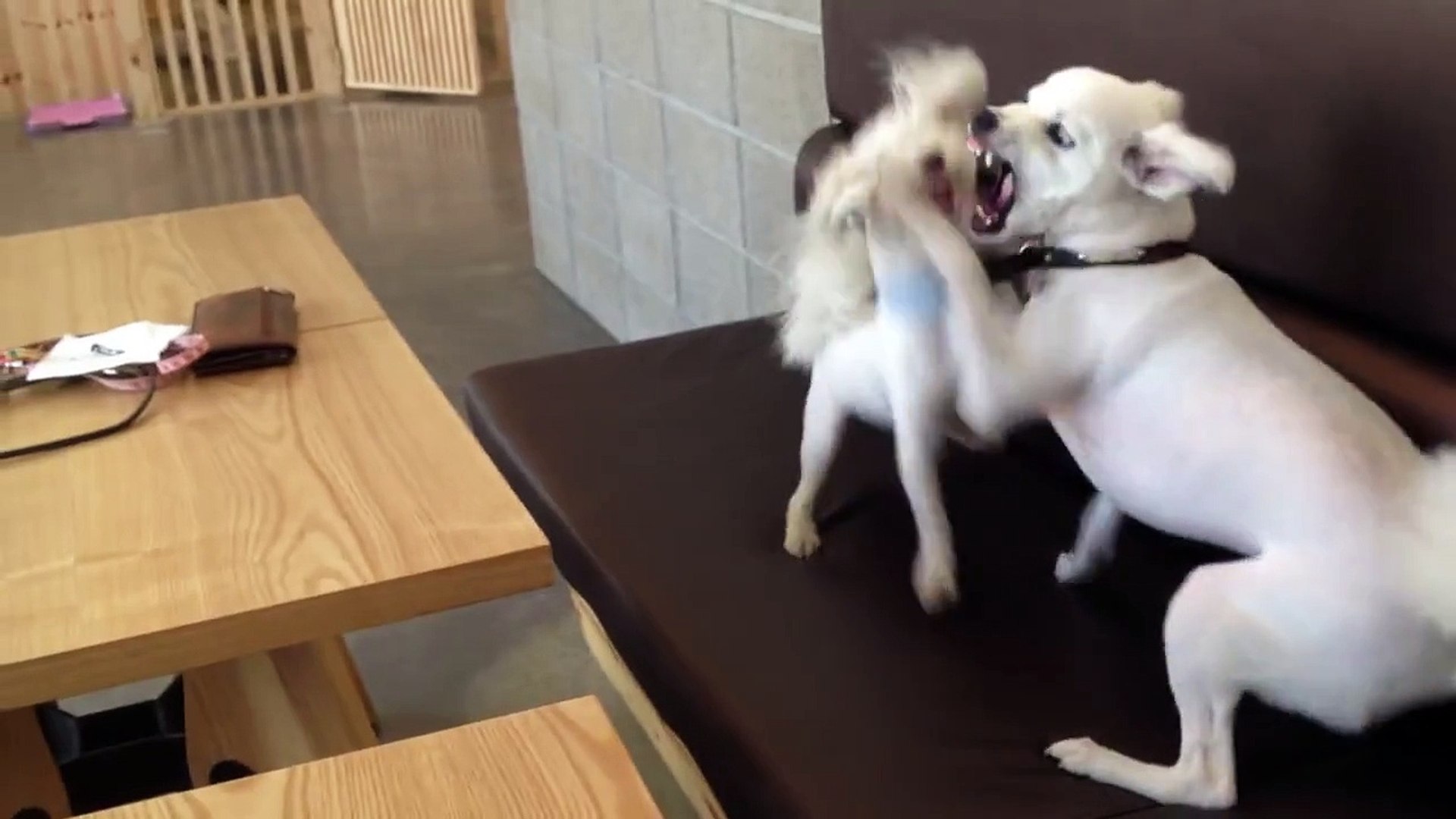 ⁣Dog Breaks Up Dog Fight