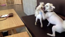Dog Breaks Up Dog Fight
