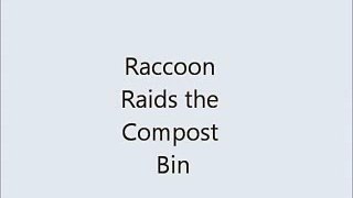 Raccoon Raids the Compost Bin
