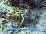 Plongée - Diving MAYOTTE - Le Vivier de la Passe en S.avi