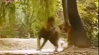 Tiger vs Lion Real Figt to Death in Jungle - Animal Fight TV