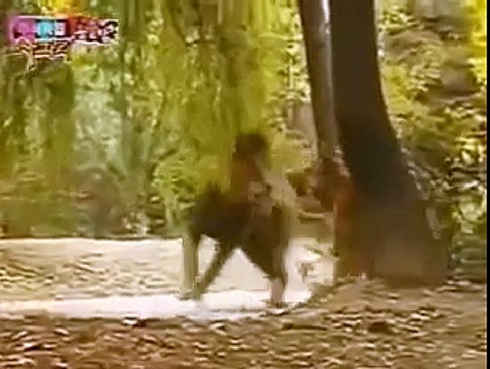 Tiger vs Lion Real Figt to Death in Jungle - Animal Fight TV