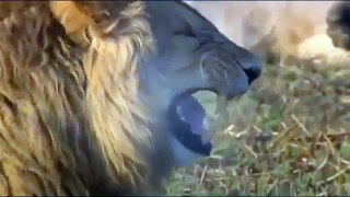 Lion attack , Lion Attack Female Lion [ Animal Fights Documentary ]