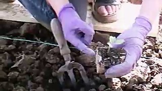 Planting Summer Cabbage