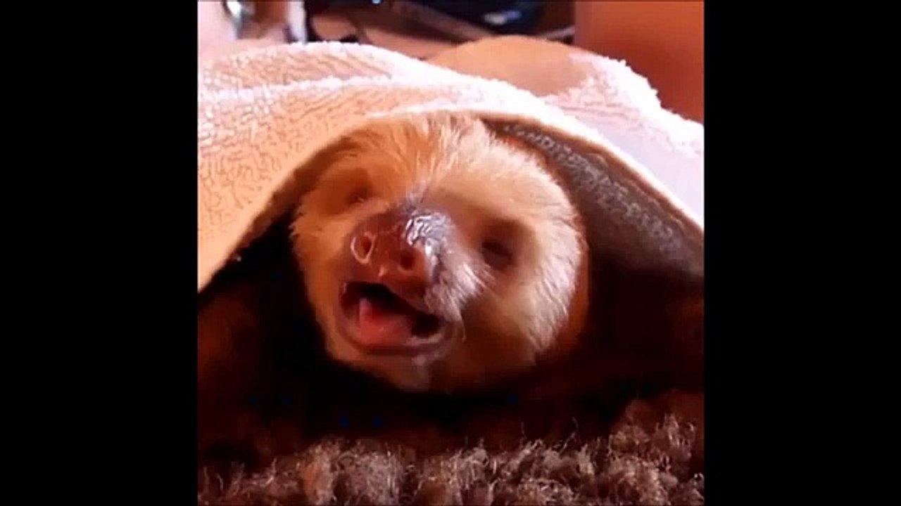 Best Vine in 1 Minute Part 1 Singing Banana, Funny kids, babies, cats, animals