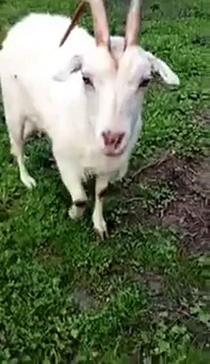 Crazy goat with a funny tongue!