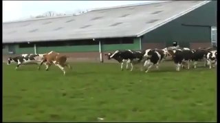 Счастливые коровы (прикольно) Happy Cows