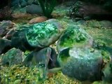 African Fish Tank, 10,000 Gal with Dwarf Crocodiles by Ponds and Plants and Petra Works