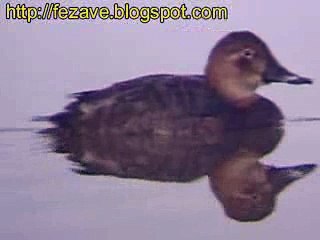 PORRÓN COMÚN / COMMON POCHARD