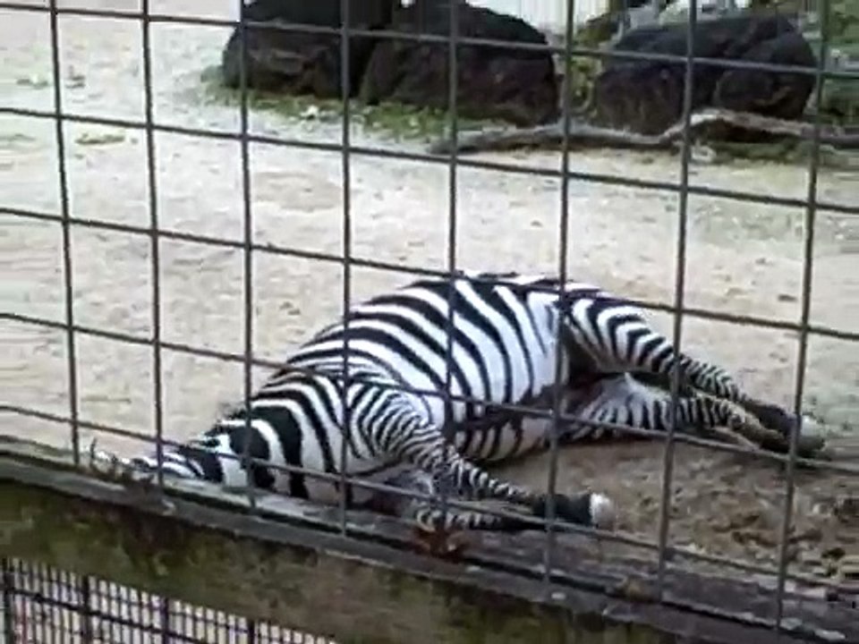 Zebra Dirt Bath at the Houston Zoo