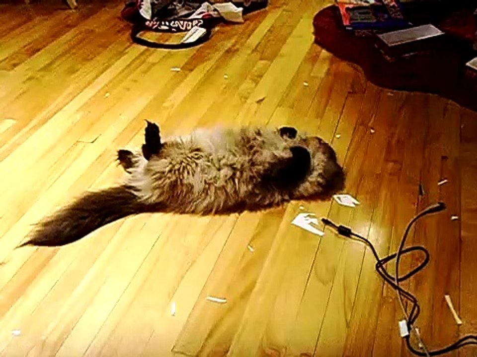 My cat is so weird...