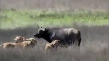 Buffalo Tries to Save Her Little Son From Lions  Wild Animal Fights