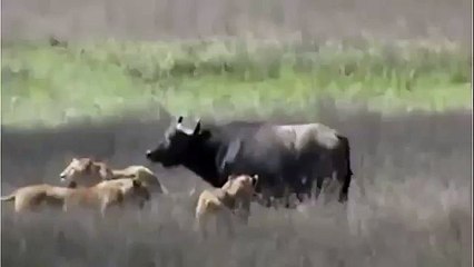 Buffalo Tries to Save Her Little Son From Lions  Wild Animal Fights
