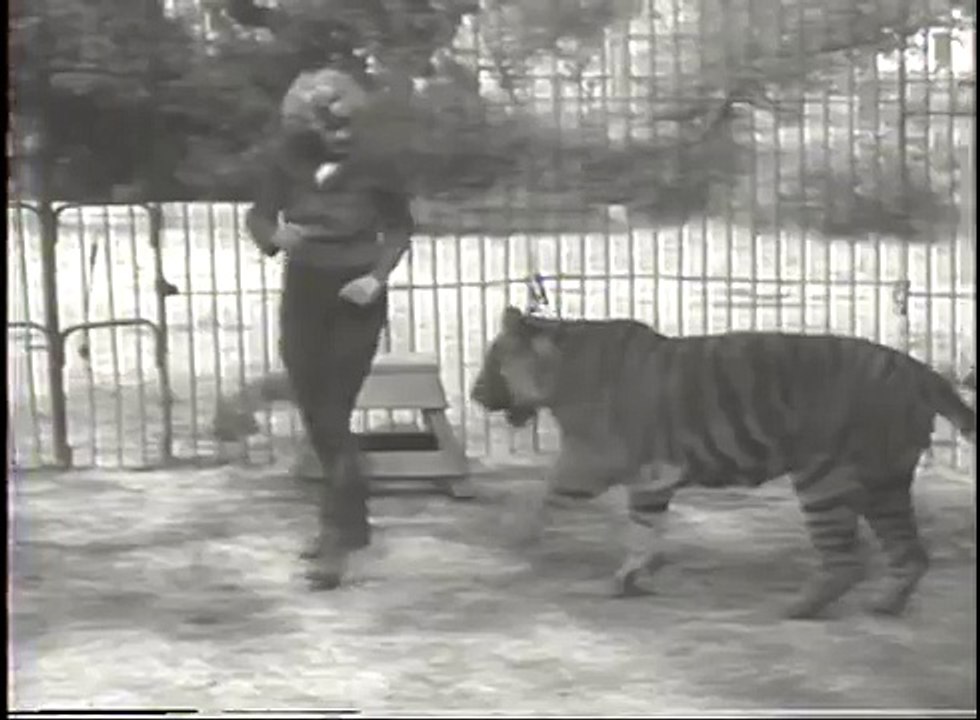 Crazy Girl Fights Tiger (History's Playlist)-Animals
