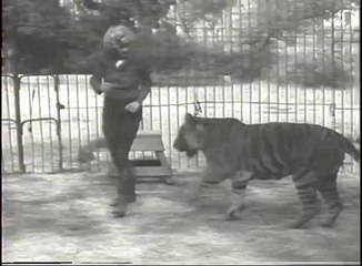 Crazy Girl Fights Tiger (History's Playlist)-Animals