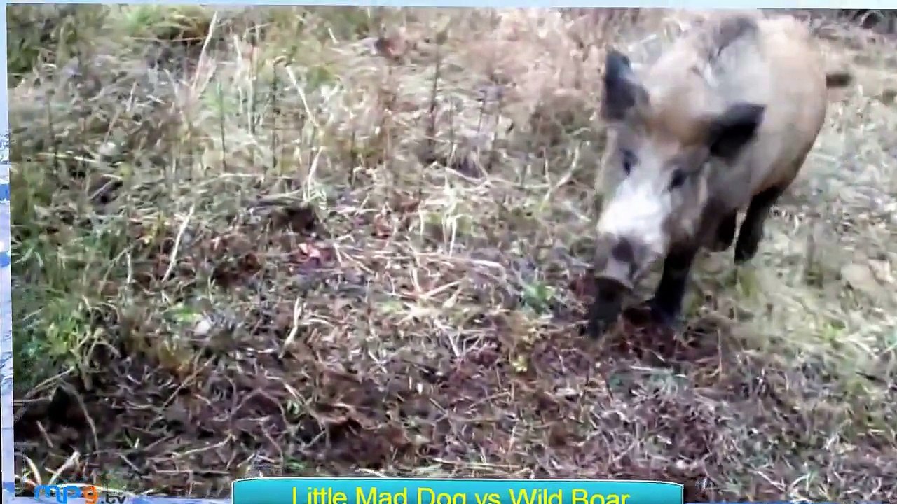 Animal Fights 2015   Wild Boar attacks hunting dogs part 2   Full HD mp9 tv
