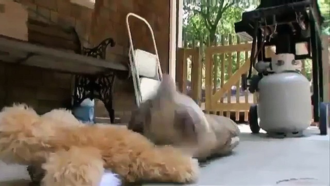 Animal Planet Channel 2015 Wild Life Documentary Wildlife Documentary National Geograp bitbytezen wi