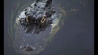 Texas Alligator Attack: Father Fights Off Animal To Save Son’s Life