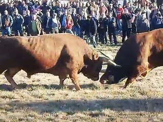 Chega de Bois, Montalegre, 30 Janeiro 2012