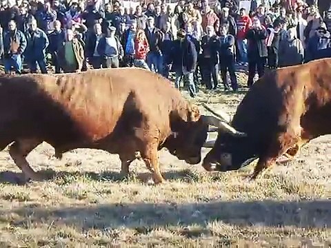 Chega de Bois, Montalegre, 30 Janeiro 2012