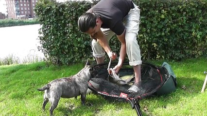 Snoekvissen met dood aas in de herfst 2014 ook nachtvissen - Pike fishing with dead bait