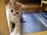cat cute kitten 猫 ねこ ネコ ぬこ かわいい