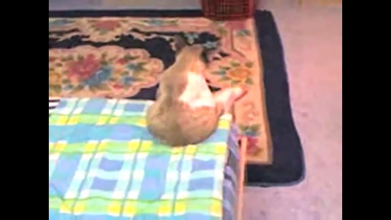 Funny cats