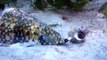 Marbled Cone Snail, Conus marmoreus, attacking Common Periwinkle, Littorina littorea