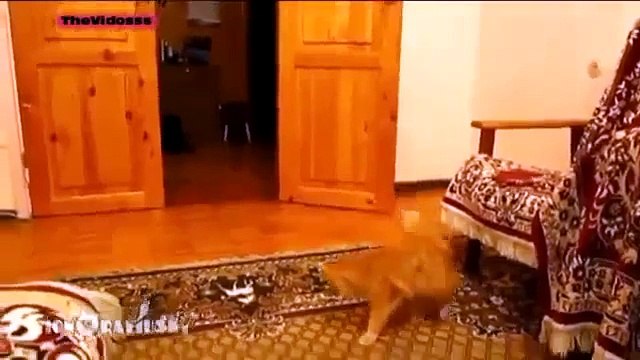 Смешные видео про котов/ Funny videos cats. 2013. №1