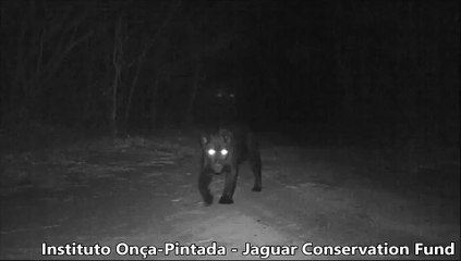 Vídeo inédito de onça-preta na Caatinga - PN da Serra da Capivara