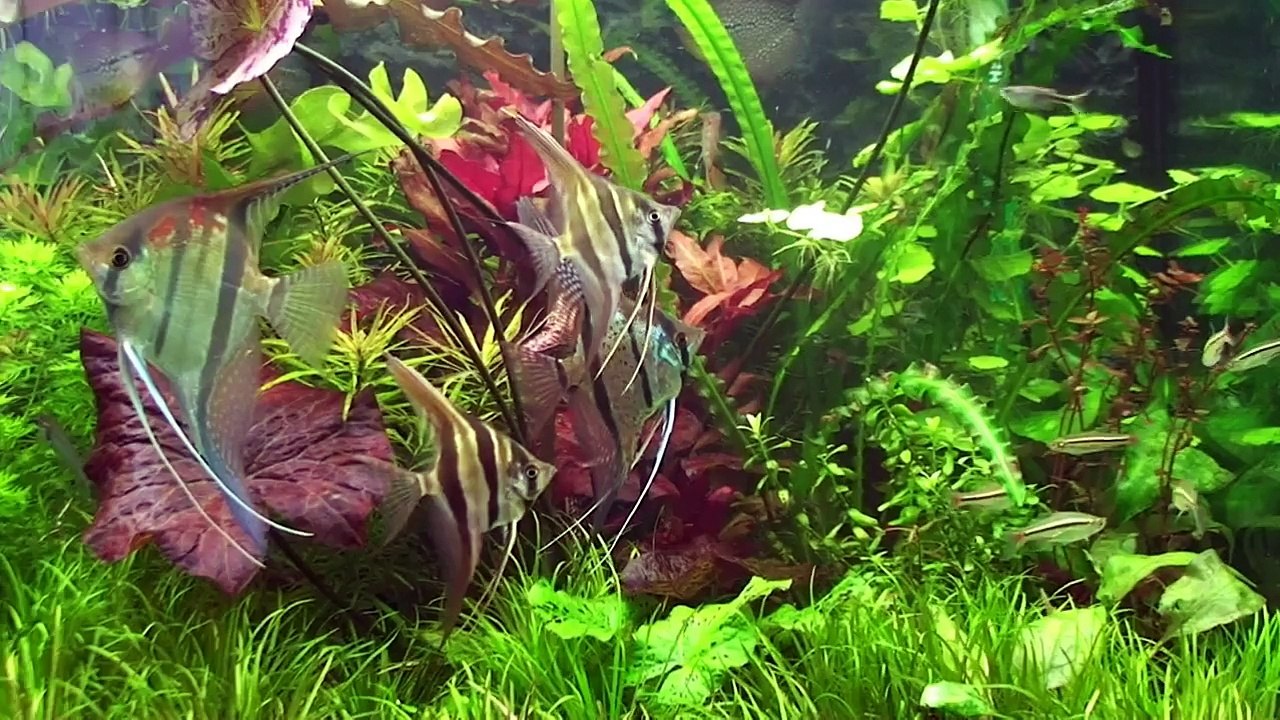 Altumy HD