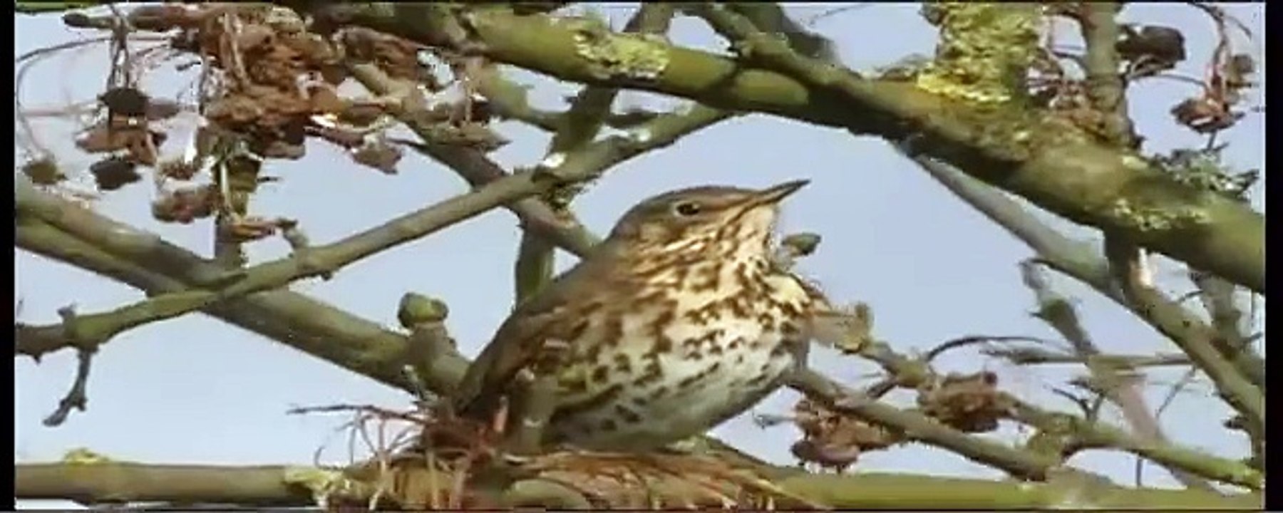 Song Thrush Video - Northern Ireland Environment Agency (NIEA)
