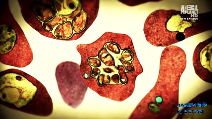 Malaria |Plasmodium| The Deadliest Parasite On Earth