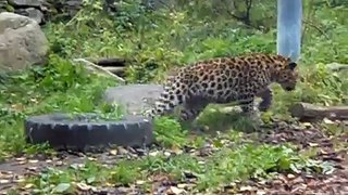 Amur leopard - family, Tallinn Zoo