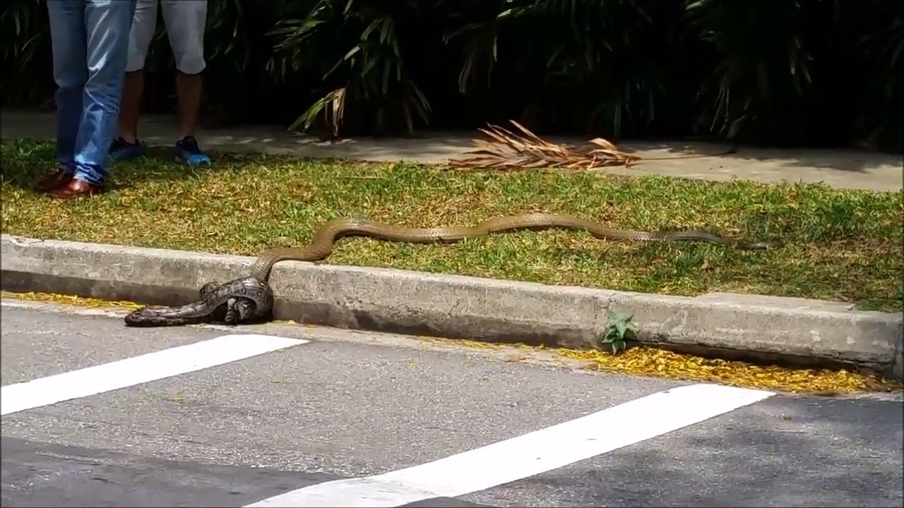 Cobra VS. Python | Wild Snakes in University
