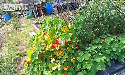 allotment vegetable garden starting to bear fruit