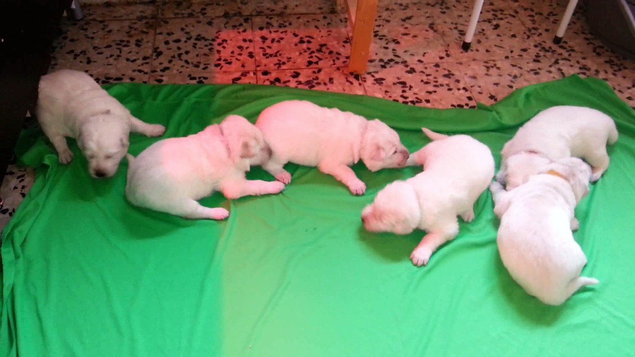 Nichée Cheyenne / Snow - 13 ième jour  pour nos 6 petits Loups du Vent des Lacs