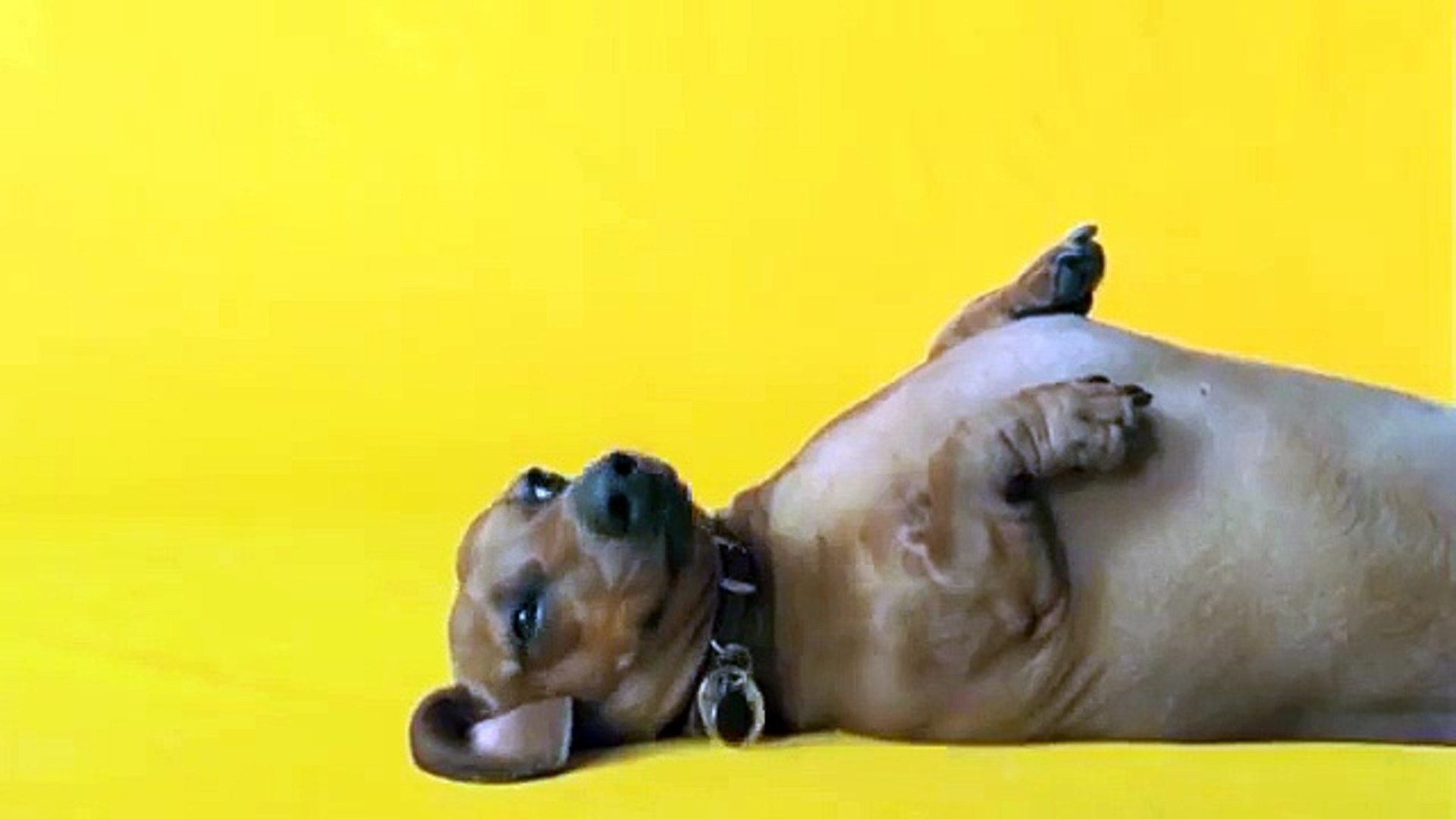 dentastix commercial