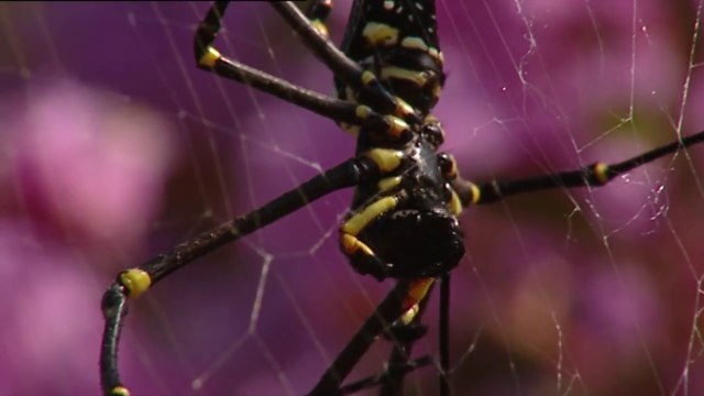Une araignée aide une grenouille piégée dans sa toile