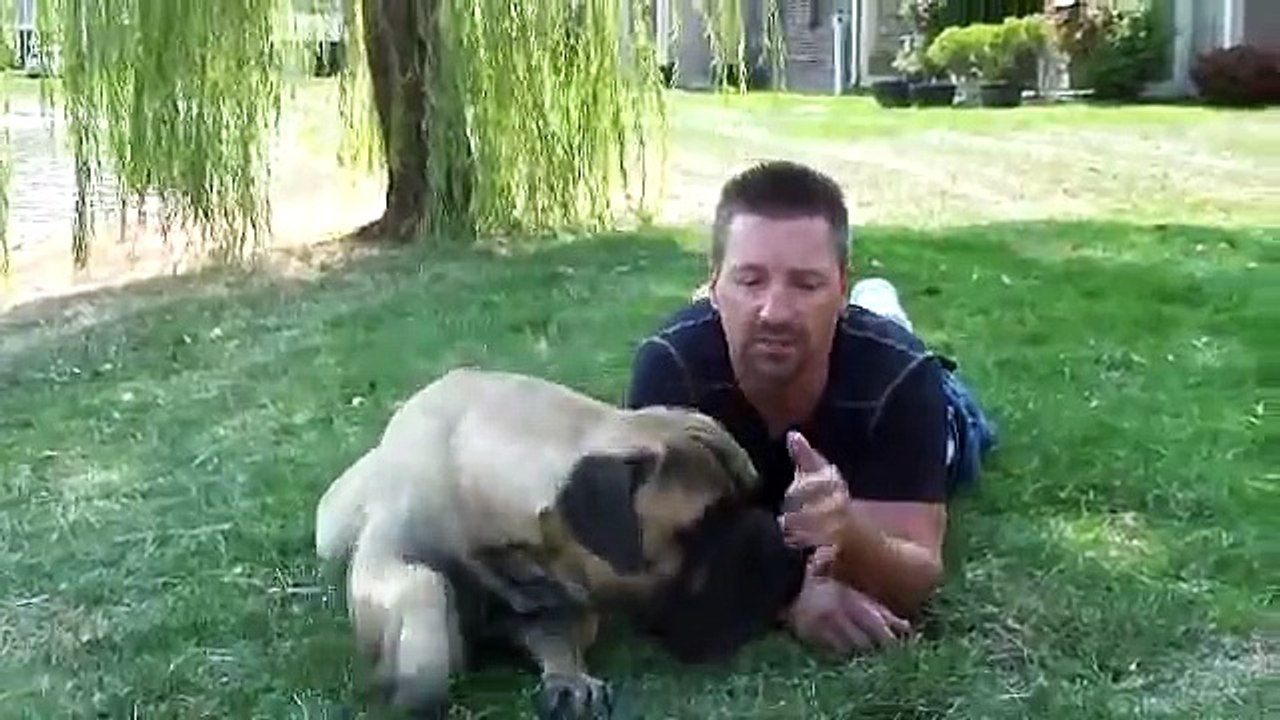 PureHeart Bullmastiff