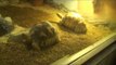 Smuggled Ploughshare Tortoises